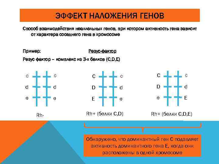 ЭФФЕКТ НАЛОЖЕНИЯ ГЕНОВ Способ взаимодействия неаллельных генов, при котором активность гена зависит от характера