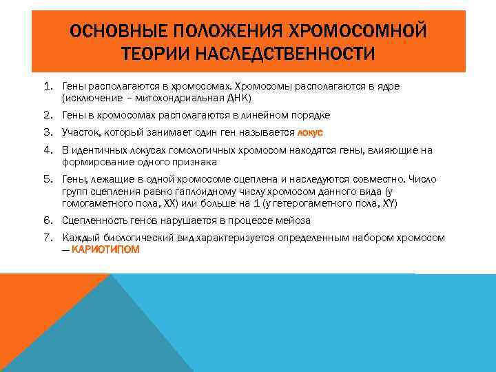 ОСНОВНЫЕ ПОЛОЖЕНИЯ ХРОМОСОМНОЙ ТЕОРИИ НАСЛЕДСТВЕННОСТИ 1. Гены располагаются в хромосомах. Хромосомы располагаются в ядре