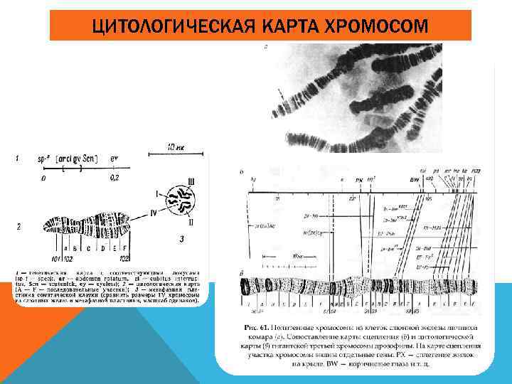 ЦИТОЛОГИЧЕСКАЯ КАРТА ХРОМОСОМ 