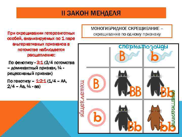 II ЗАКОН МЕНДЕЛЯ При скрещивании гетерозиготных особей, анализируемых по 1 паре альтернативных признаков в