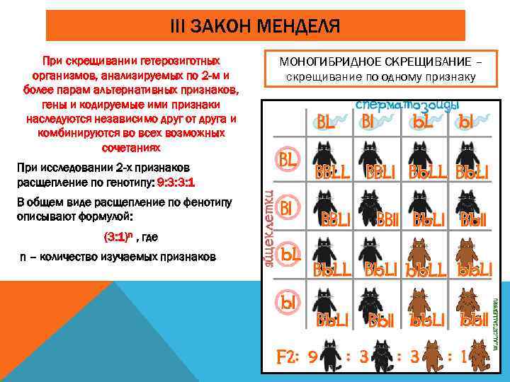 III ЗАКОН МЕНДЕЛЯ При скрещивании гетерозиготных организмов, анализируемых по 2 -м и более парам