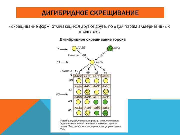 ДИГИБРИДНОЕ СКРЕЩИВАНИЕ - скрещивание форм, отличающихся друг от друга, по двум парам альтернативных признаков