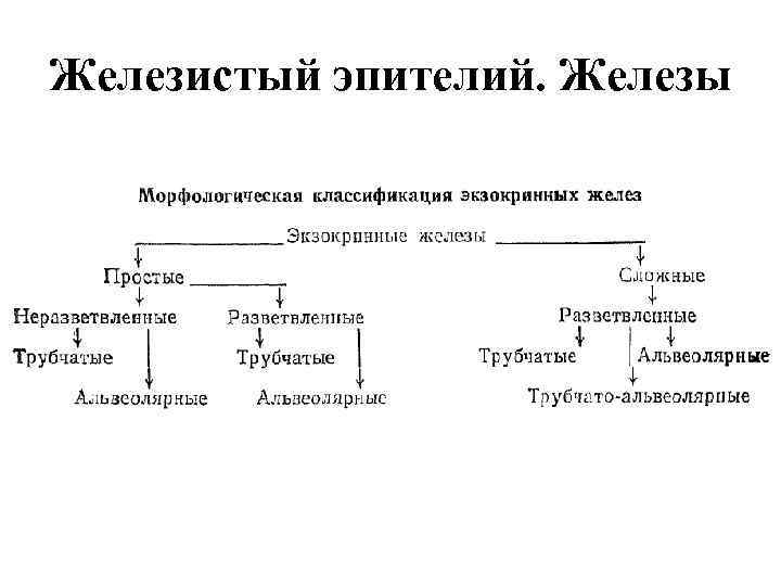 Железистый эпителий. Железы 