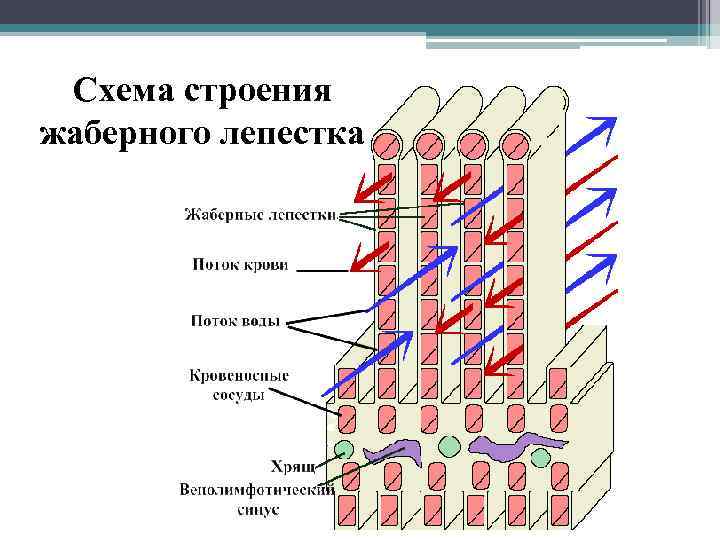 Схема строения жаберного лепестка 