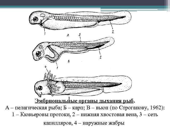 Эмбриональные органы дыхания рыб. А – пелагическая рыба; Б – карп; В – вьюн