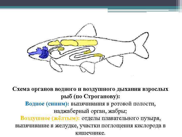 Схема органов водного и воздушного дыхания взрослых рыб (по Строганову): Водное (синим): выпячивания в