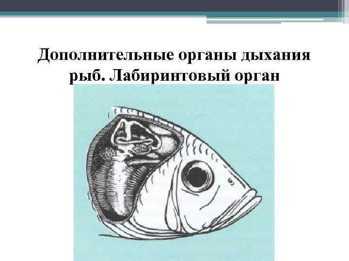 Дополнительные органы дыхания рыб. Лабиринтовый орган 