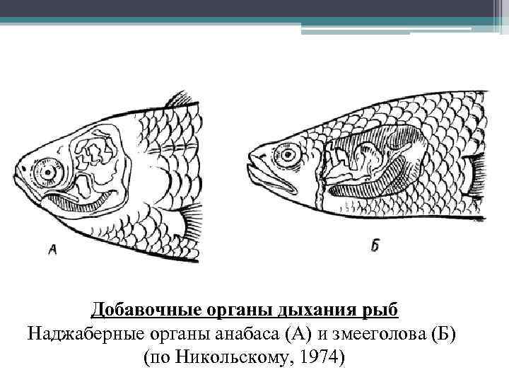 Добавочные органы дыхания рыб Наджаберные органы анабаса (А) и змееголова (Б) (по Никольскому, 1974)