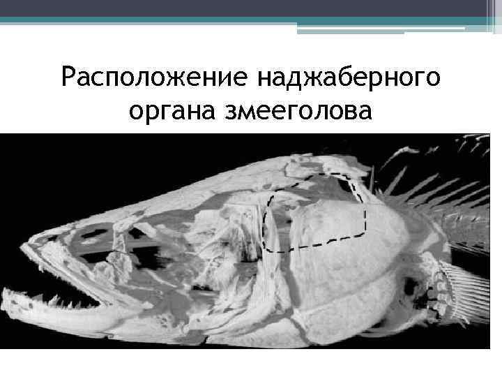 Расположение наджаберного органа змееголова 