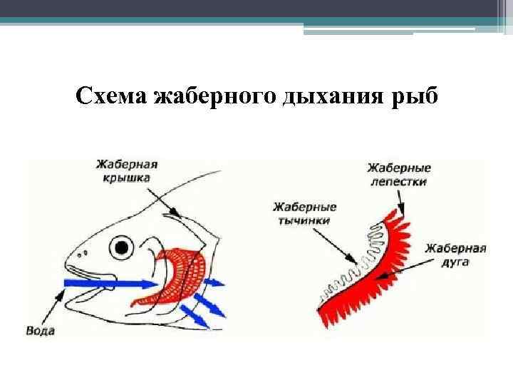 Схема жаберного дыхания рыб 