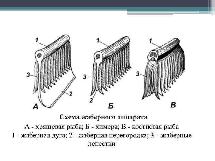 Схема жаберного аппарата А - хрящевая рыба; Б - химера; В - костистая рыба