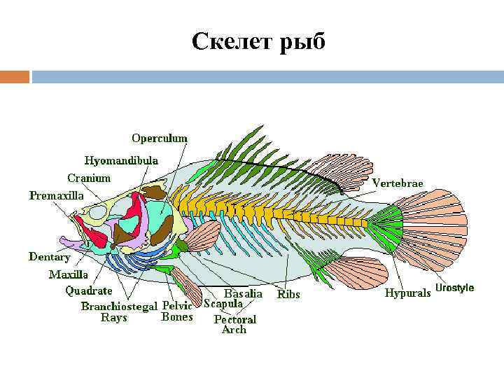 Скелет рыб 