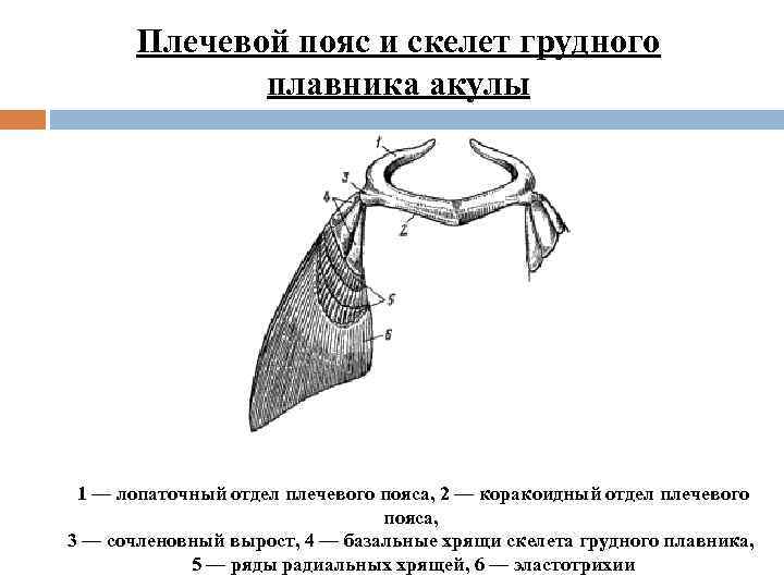 Плечевой пояс и скелет грудного плавника акулы 1 — лопаточный отдел плечевого пояса, 2