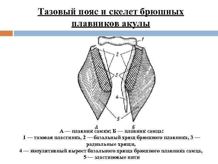 Тазовый пояс и скелет брюшных плавников акулы А — плавник самки; Б — плавник