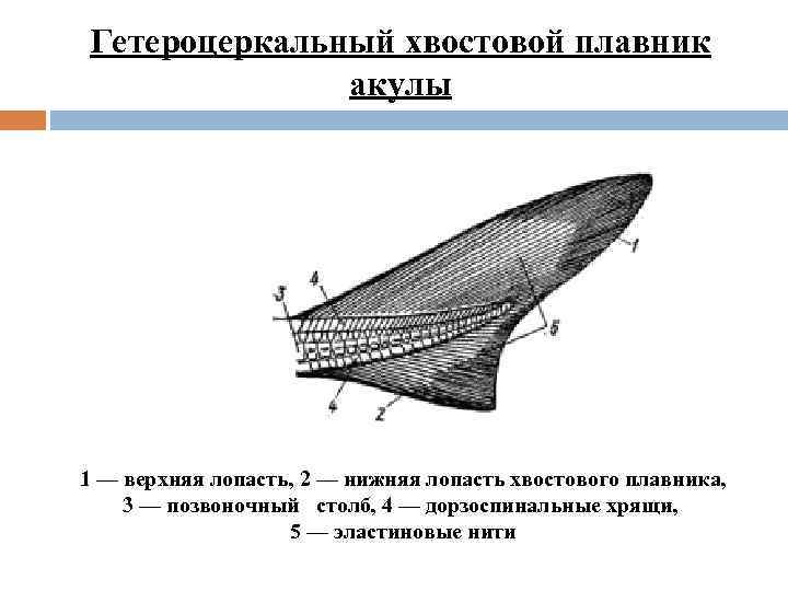 Хвостовой плавник у рыб