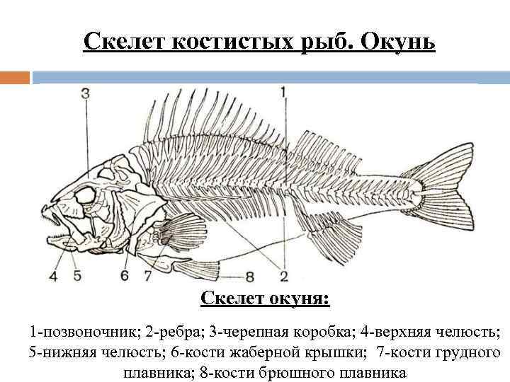 Функции отделов рыб. Скелет костистой рыбы окуня. Отделы скелета костных рыб. Скелет костистой рыбы Речной окунь биология 7 класс. Строение скелета окуня.