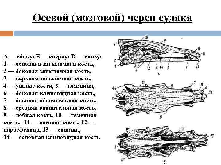 Осевой (мозговой) череп судака А — сбоку; Б — сверху; В — снизу: 1