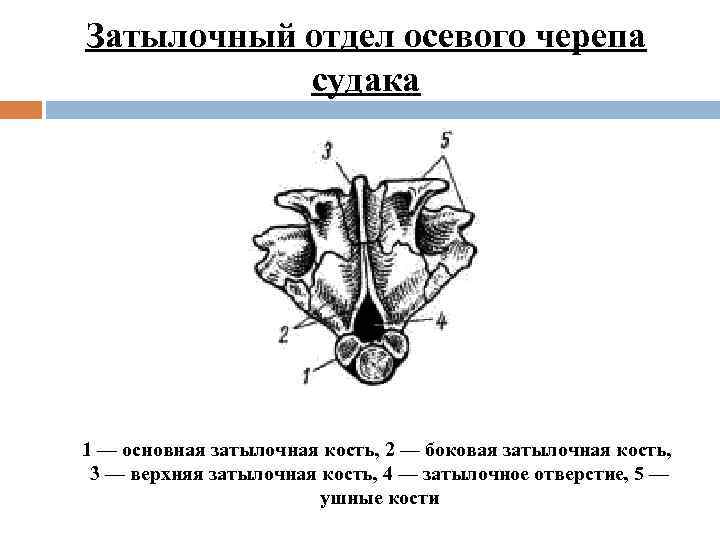 Затылочный отдел осевого черепа судака 1 — основная затылочная кость, 2 — боковая затылочная