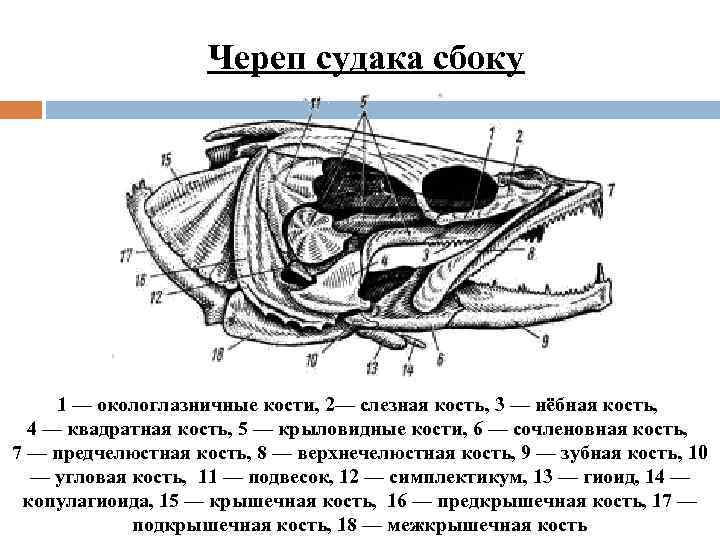 Схема скелета головы костной рыбы