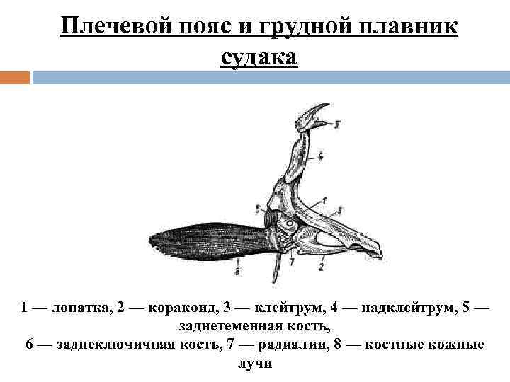 Скелет судака рисунок