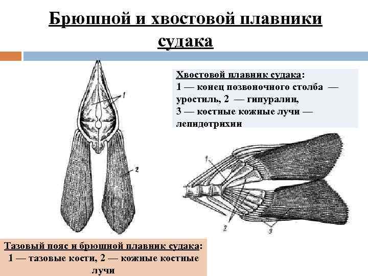 Брюшной и хвостовой плавники судака Хвостовой плавник судака: 1 — конец позвоночного столба —