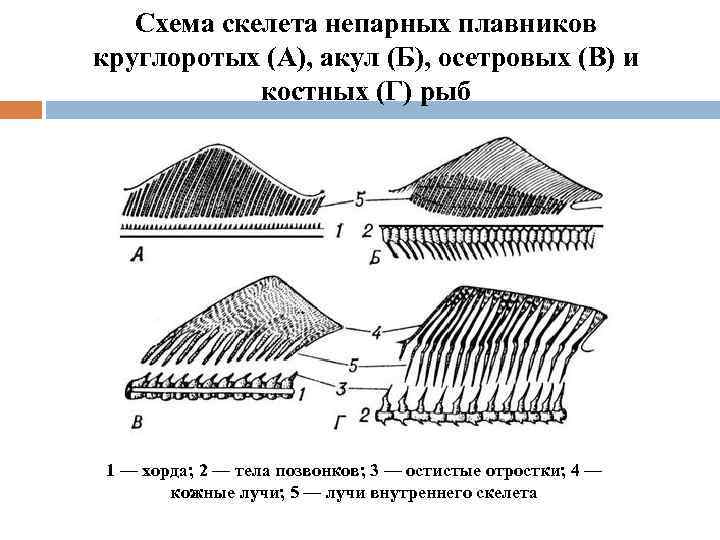 Схема скелета непарных плавников круглоротых (А), акул (Б), осетровых (В) и костных (Г) рыб