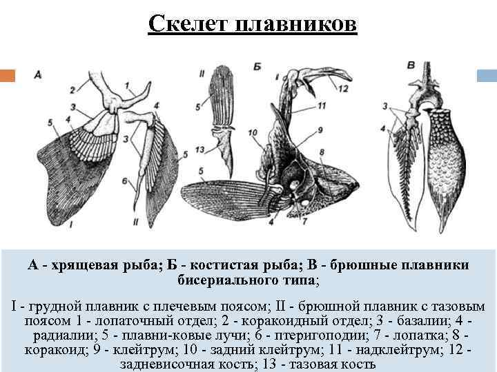 Обработка рыбы с хрящевым скелетом схема