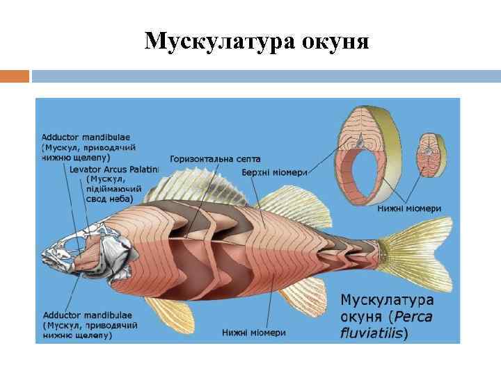 Мускулатура окуня 