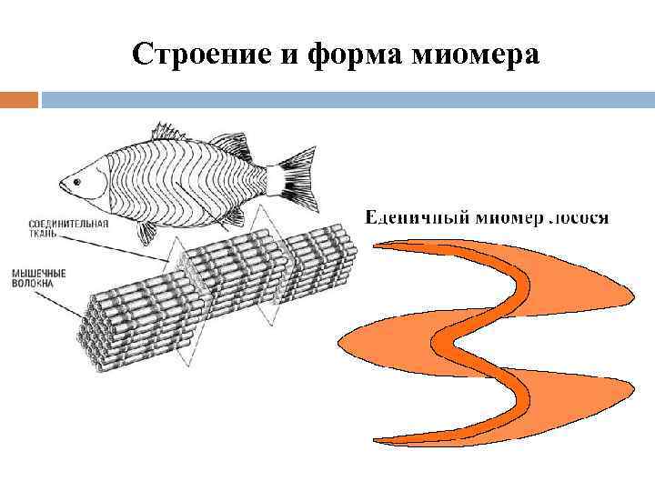 Строение и форма миомера 