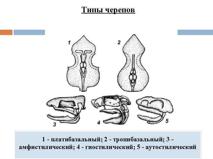 Типы черепов 1 - платибазальный; 2 - тропибазальный; 3 - амфистилический; 4 - гиостилический;