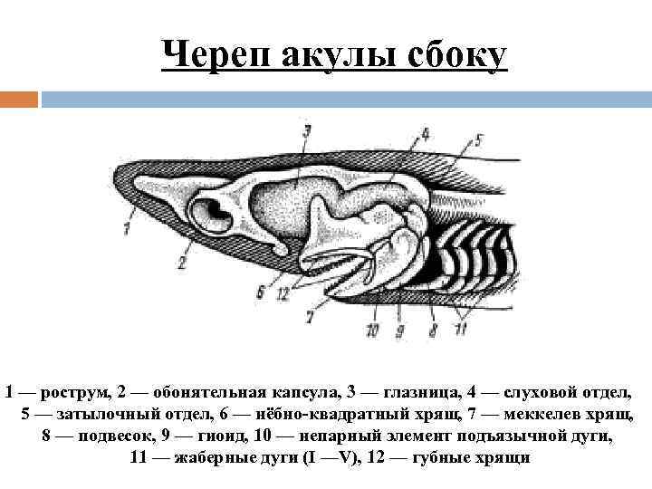 Череп акулы сбоку 1 — рострум, 2 — обонятельная капсула, 3 — глазница, 4