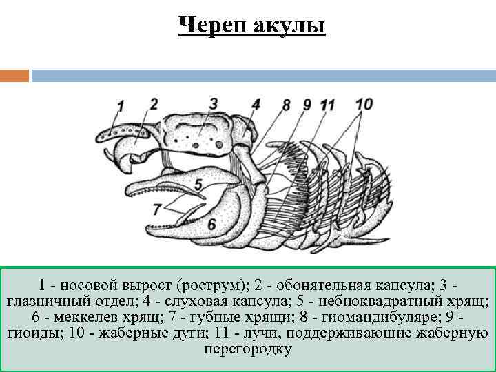 Из каких состоит скелет головы рыбы