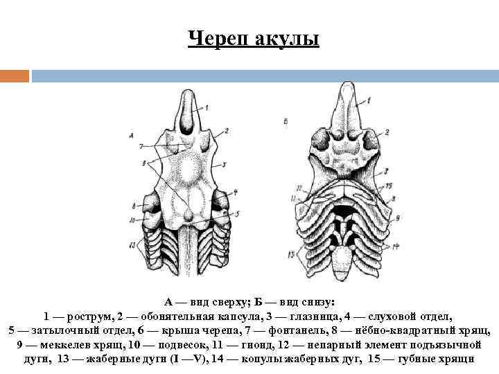 Схема строения черепа костистой рыбы