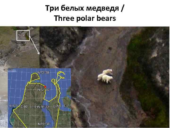 Три белых медведя / Three polar bears 10 