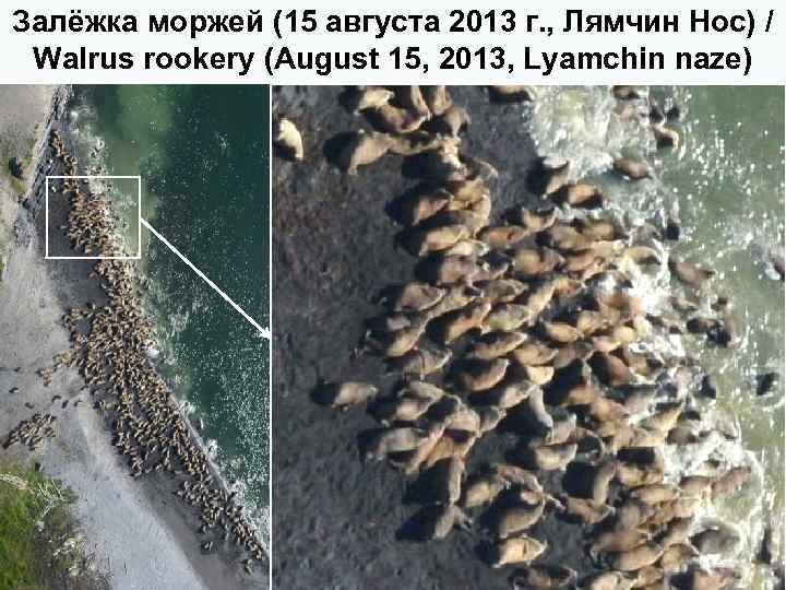 Залёжка моржей (15 августа 2013 г. , Лямчин Нос) / Walrus rookery (August 15,