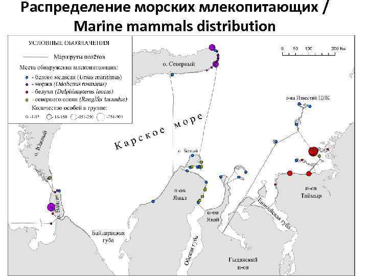 Распределение морских млекопитающих / Marine mammals distribution 7 