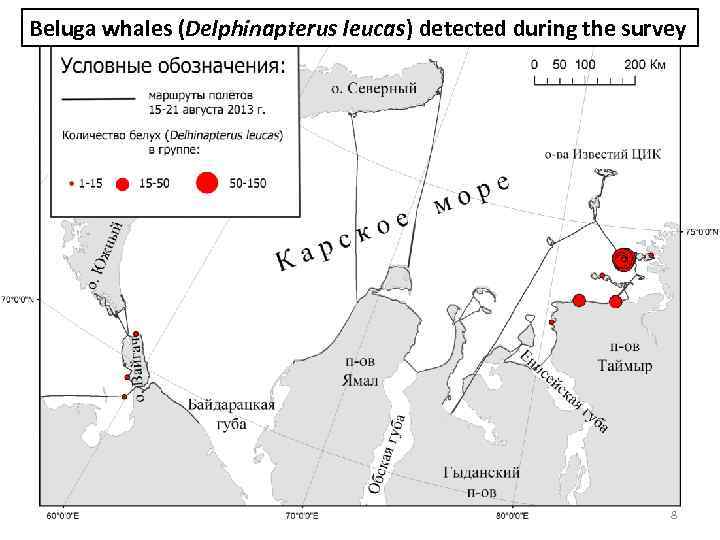 Beluga whales (Delphinapterus leucas) detected during the survey 8 