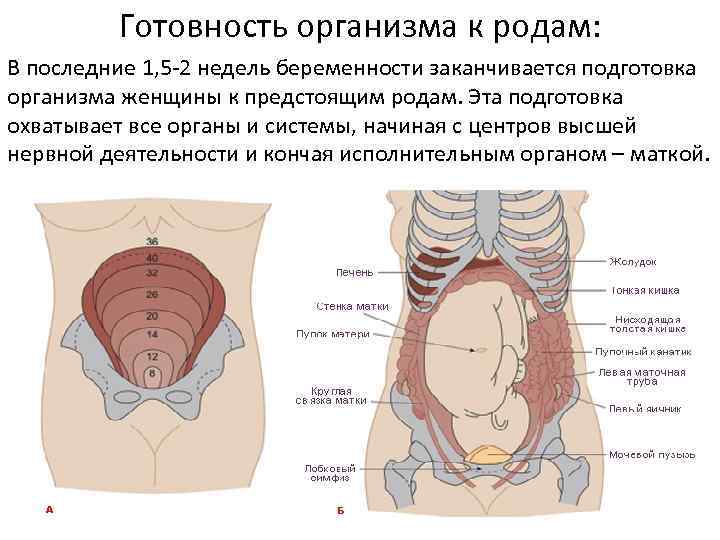 Готовность организма к родам: В последние 1, 5 -2 недель беременности заканчивается подготовка организма