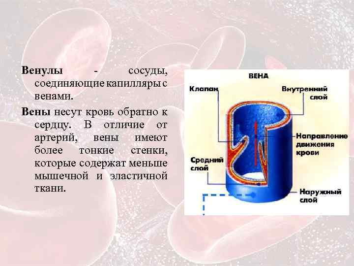 Сосуды состоят из клеток. Строение стенки венул. Строение венулы. Венулы особенности строения.