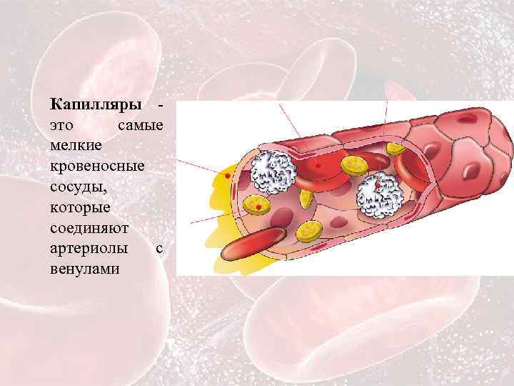 Что такое капилляры
