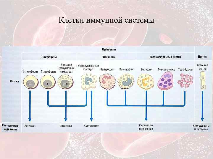 Клетки иммунной системы 