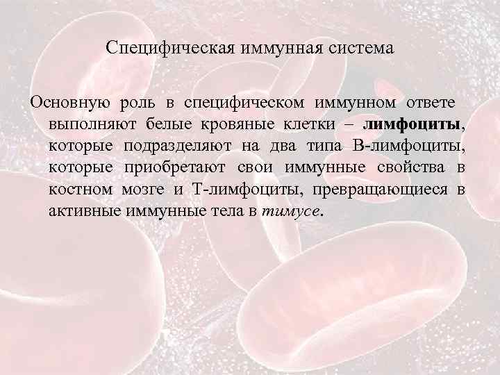 Специфическая иммунная система Основную роль в специфическом иммунном ответе выполняют белые кровяные клетки –