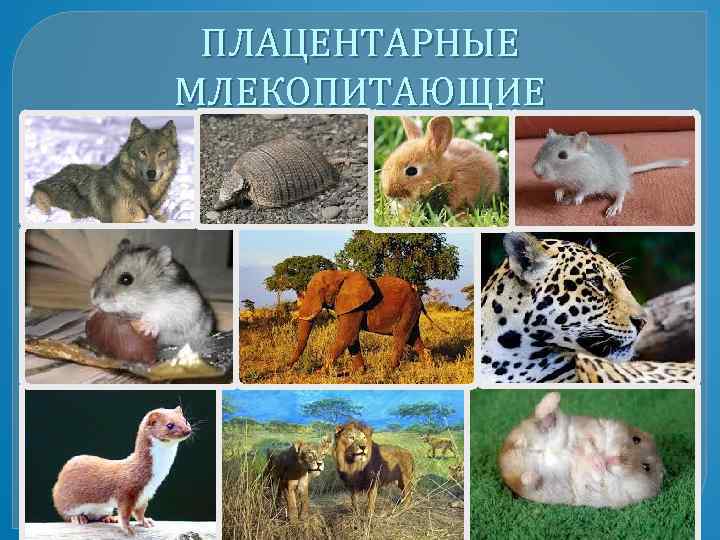 ПЛАЦЕНТАРНЫЕ МЛЕКОПИТАЮЩИЕ 