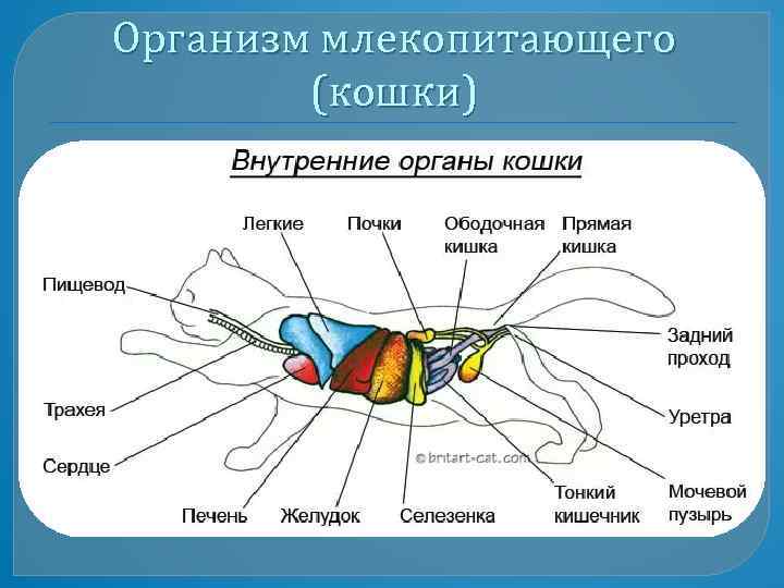 Внешнее строение млекопитающих кошка