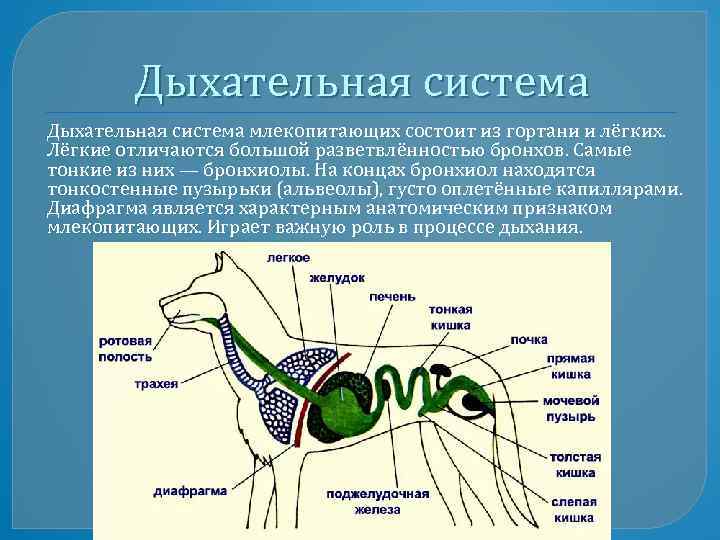 Дыхательная система млекопитающих состоит из гортани и лёгких. Лёгкие отличаются большой разветвлённостью бронхов. Самые