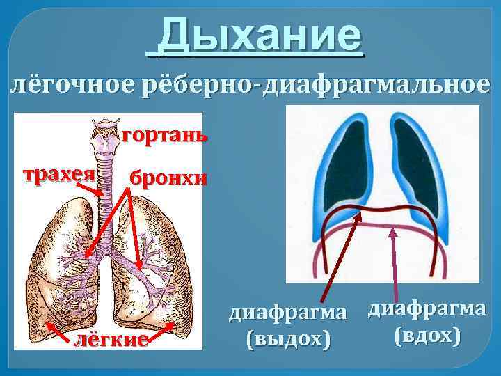 Диафрагма легких