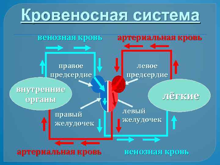 Кровеносная система венозная кровь правое предсердие артериальная кровь левое предсердие внутренние органы правый желудочек