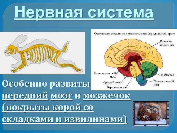 Нервная система Особенно развиты передний мозг и мозжечок (покрыты корой со складками и извилинами)