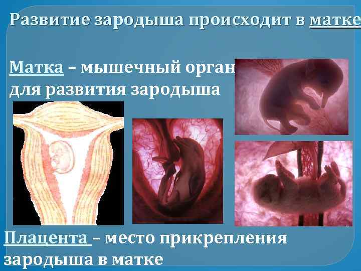 Развитие зародыша происходит в матке Матка – мышечный орган для развития зародыша Плацента –