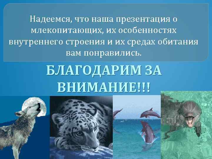 Надеемся, что наша презентация о млекопитающих, их особенностях внутреннего строения и их средах обитания